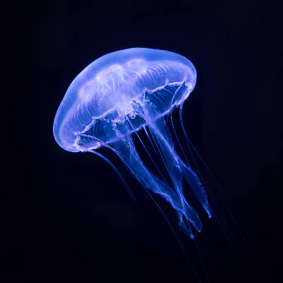 Méduse bioluminescente