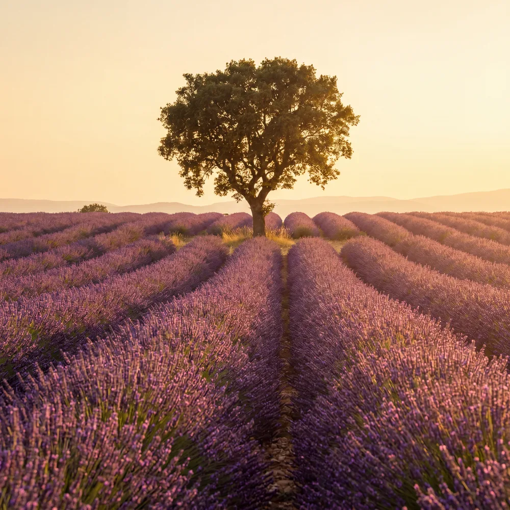 Arbre et lavande, mise en situation illustrative