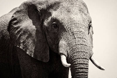 L'éléphant