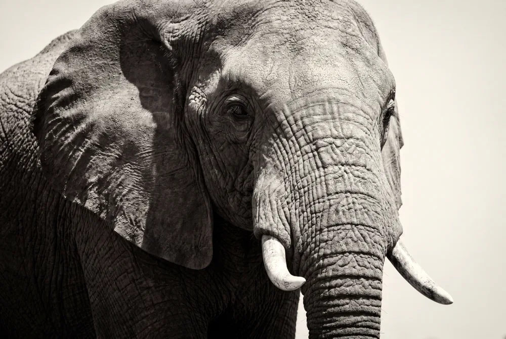 Portrait d’éléphant en noir et blanc
