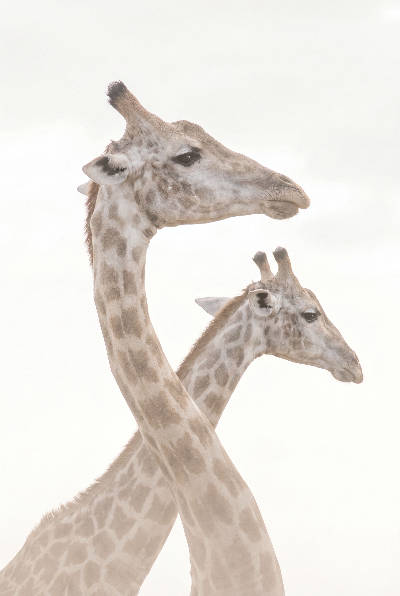 Girafes high-key