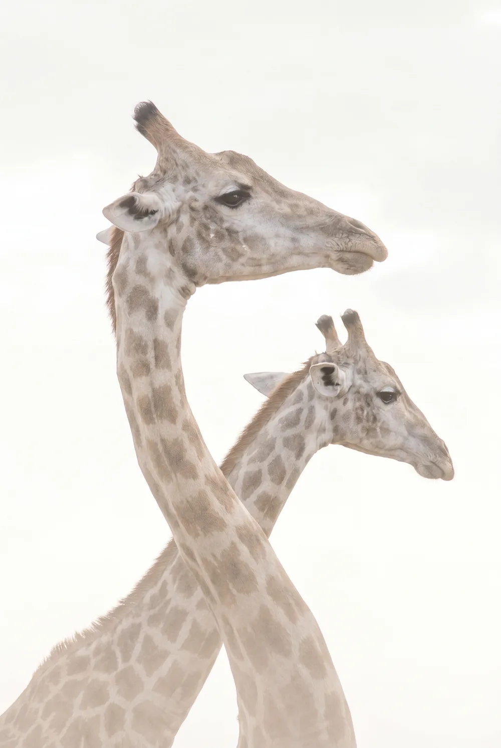 Girafes high-key, mise en situation illustrative