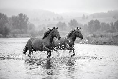 Galop sauvage