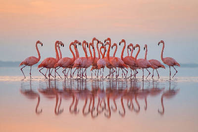 Flamants roses