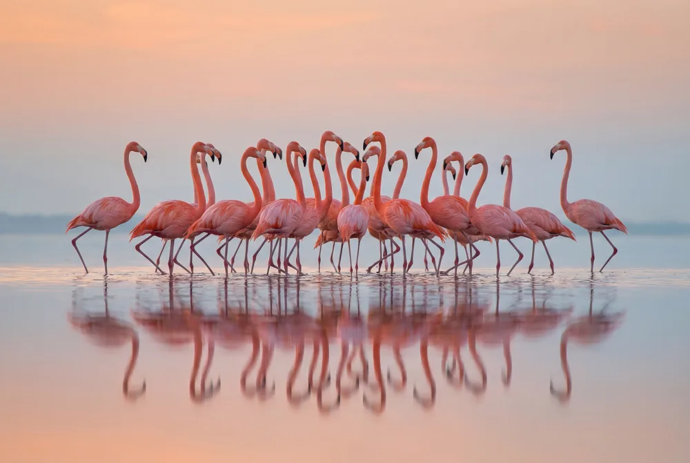 Flamants roses, mise en situation illustrative