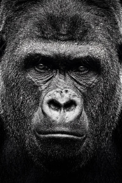 Regard de gorille