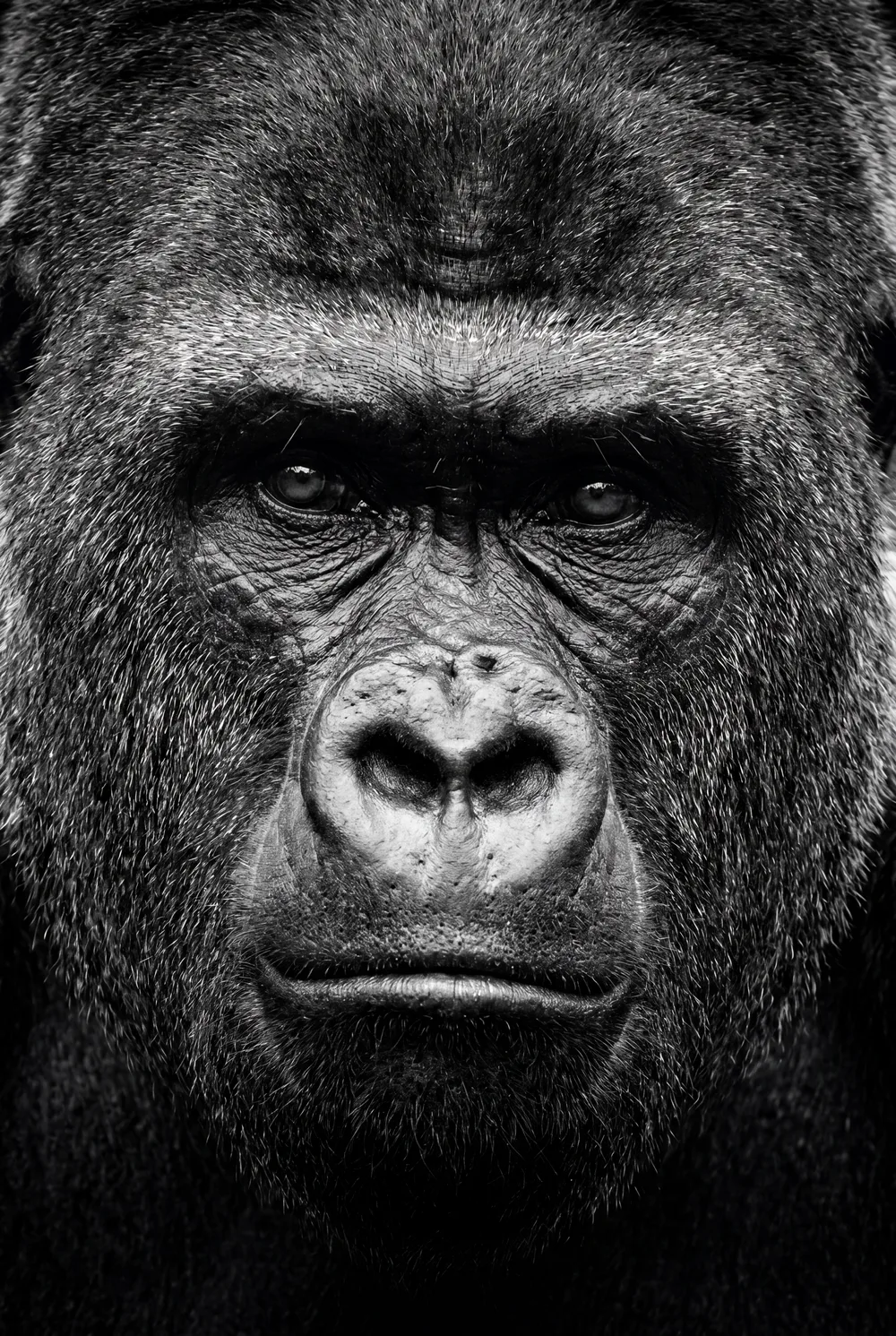 Regard de gorille, mise en situation illustrative