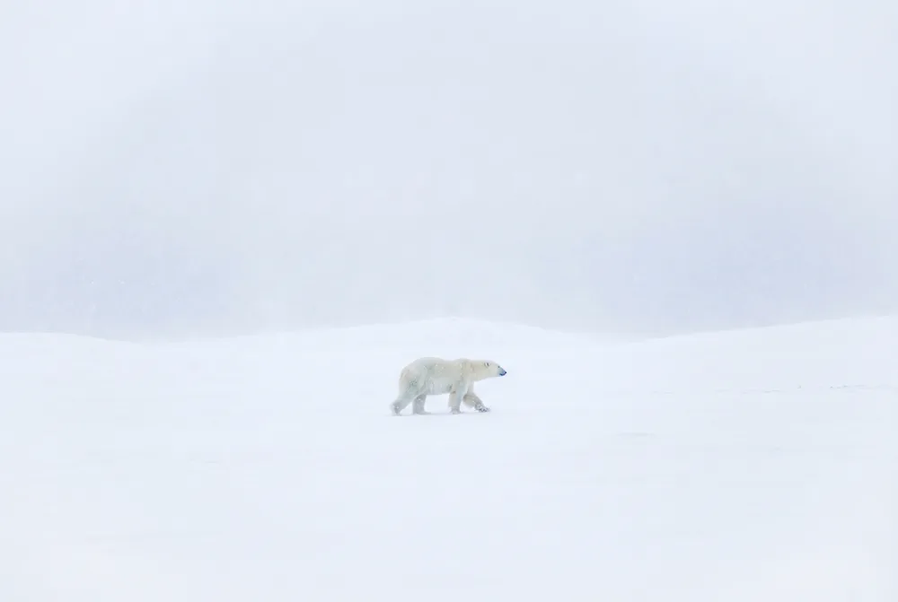 Ours polaire, mise en situation illustrative