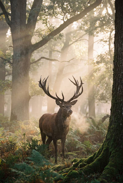 Cerf à l'aube