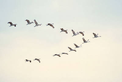 Vol de grues