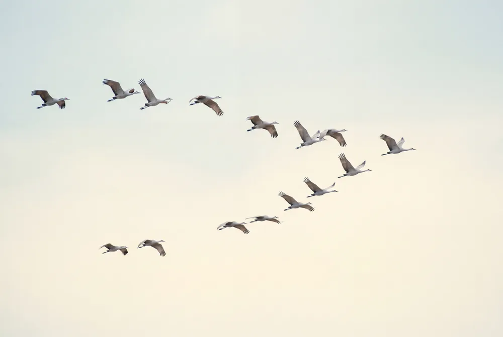 Vol de grues, mise en situation illustrative