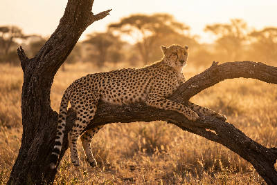 Guépard au repos
