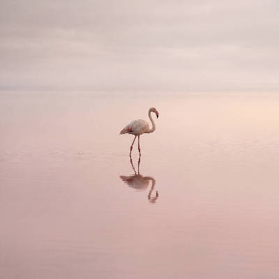 Flamant miroir