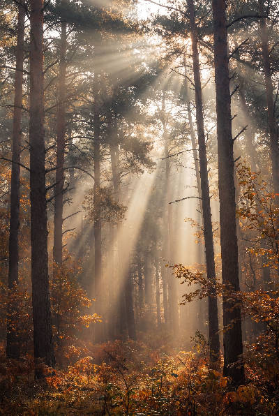 Rayons en forêt