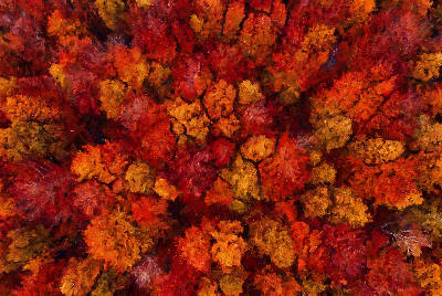 Canopée d'automne