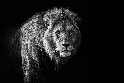 Lion en clair-obscur