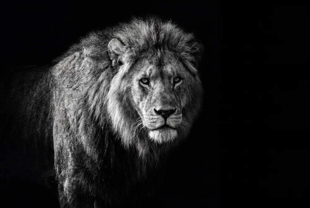 Lion en clair-obscur, mise en situation illustrative