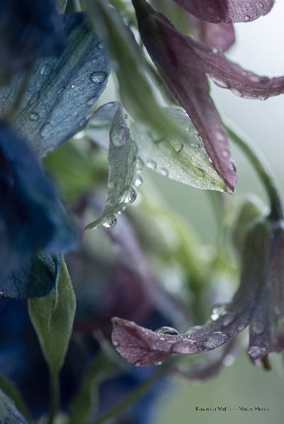 Rosée du matin