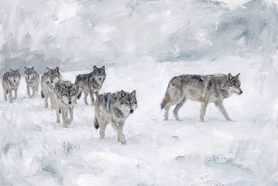 Loups dans la neige