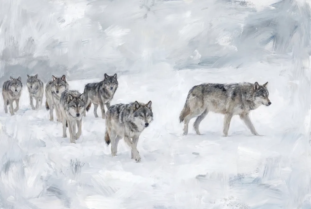 Loups dans la neige, mise en situation illustrative
