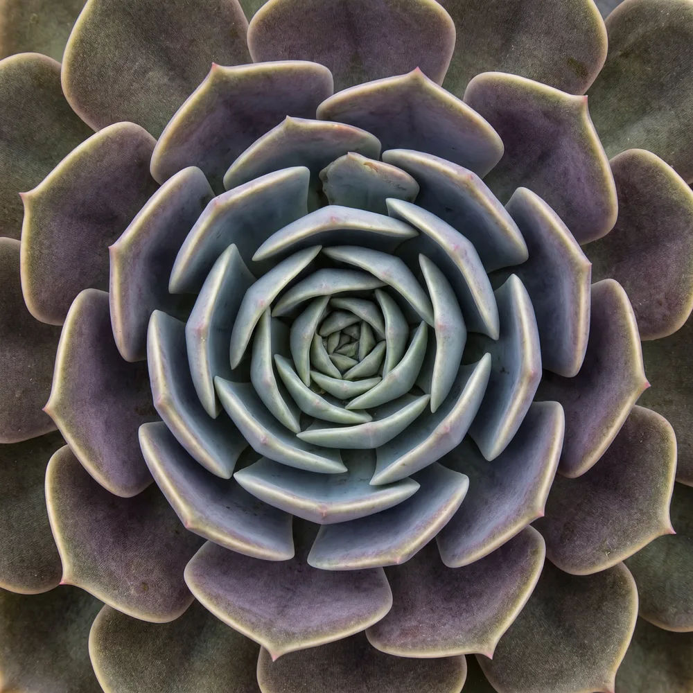 Succulentes macro, mise en situation illustrative
