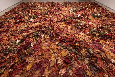 Feuilles d'automne