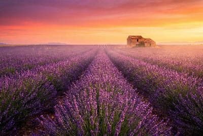 Lavandes de Provence