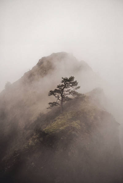 Pin dans la brume