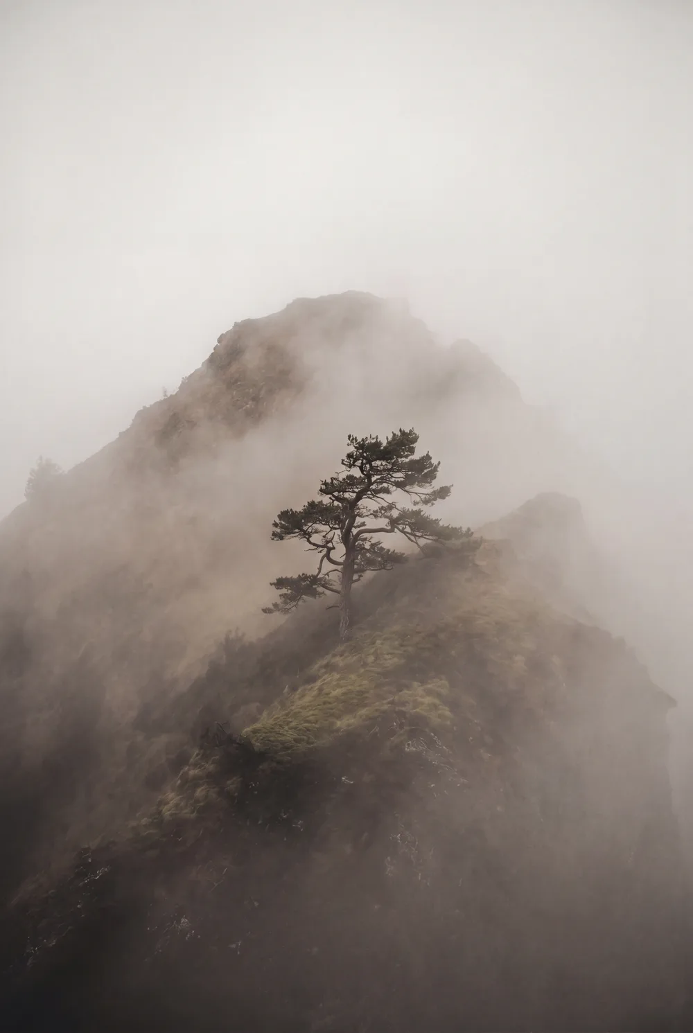 Pin dans la brume, mise en situation illustrative