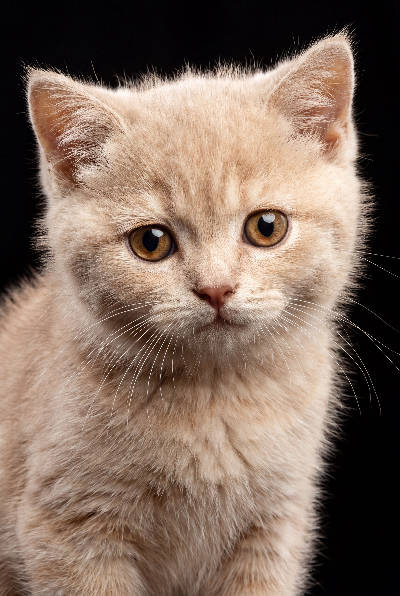 Chaton sur fond noir