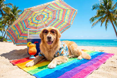 Chien à la plage