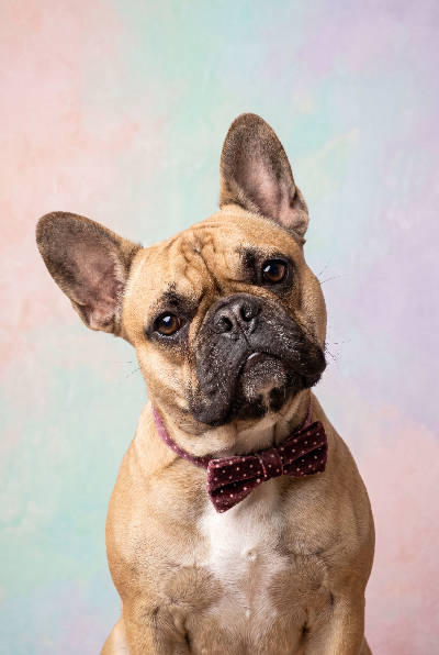Bouledogue chic